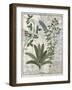 Ferns, Brambles and Flowers, Illustration from the Book of Simple Medicines by Platearius-Robinet Testard-Framed Giclee Print