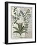 Ferns, Brambles and Flowers, Illustration from the Book of Simple Medicines by Platearius-Robinet Testard-Framed Giclee Print