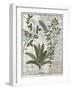 Ferns, Brambles and Flowers, Illustration from the Book of Simple Medicines by Platearius-Robinet Testard-Framed Giclee Print