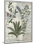 Ferns, Brambles and Flowers, Illustration from the Book of Simple Medicines by Platearius-Robinet Testard-Mounted Giclee Print