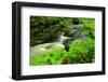 Ferns by Forest Stream-herreid-Framed Photographic Print