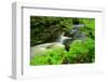 Ferns by Forest Stream-herreid-Framed Photographic Print