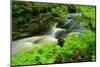 Ferns by Forest Stream-herreid-Mounted Photographic Print