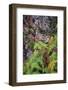 Ferns by rockface, Blue Ridge Parkway, Smoky Mountains, USA.-Anna Miller-Framed Photographic Print