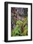 Ferns by rockface, Blue Ridge Parkway, Smoky Mountains, USA.-Anna Miller-Framed Photographic Print