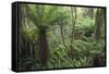 Ferns growing in temperate rainforest, Purakaunui, near Owaka, Catlins Conservation Area, Clutha di-Ruth Tomlinson-Framed Stretched Canvas