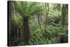 Ferns growing in temperate rainforest, Purakaunui, near Owaka, Catlins Conservation Area, Clutha di-Ruth Tomlinson-Stretched Canvas