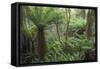 Ferns growing in temperate rainforest, Purakaunui, near Owaka, Catlins Conservation Area, Clutha di-Ruth Tomlinson-Framed Stretched Canvas