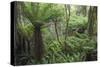 Ferns growing in temperate rainforest, Purakaunui, near Owaka, Catlins Conservation Area, Clutha di-Ruth Tomlinson-Stretched Canvas