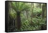 Ferns growing in temperate rainforest, Purakaunui, near Owaka, Catlins Conservation Area, Clutha di-Ruth Tomlinson-Framed Stretched Canvas