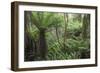 Ferns growing in temperate rainforest, Purakaunui, near Owaka, Catlins Conservation Area, Clutha di-Ruth Tomlinson-Framed Photographic Print