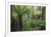 Ferns growing in temperate rainforest, Purakaunui, near Owaka, Catlins Conservation Area, Clutha di-Ruth Tomlinson-Framed Photographic Print