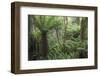 Ferns growing in temperate rainforest, Purakaunui, near Owaka, Catlins Conservation Area, Clutha di-Ruth Tomlinson-Framed Photographic Print