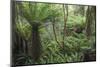 Ferns growing in temperate rainforest, Purakaunui, near Owaka, Catlins Conservation Area, Clutha di-Ruth Tomlinson-Mounted Photographic Print