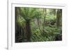 Ferns growing in temperate rainforest, Purakaunui, near Owaka, Catlins Conservation Area, Clutha di-Ruth Tomlinson-Framed Photographic Print