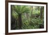 Ferns growing in temperate rainforest, Purakaunui, near Owaka, Catlins Conservation Area, Clutha di-Ruth Tomlinson-Framed Photographic Print