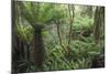 Ferns growing in temperate rainforest, Purakaunui, near Owaka, Catlins Conservation Area, Clutha di-Ruth Tomlinson-Mounted Photographic Print