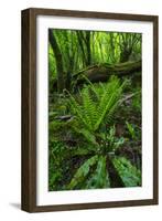 Ferns Growing Near Fallen Tree in Chestnut Forest, Onati, Gipuzkoa, Basque Country, Spain, Europe-Juan Carlos Munoz-Framed Photographic Print