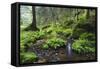 Ferns Growing on Rocks by the Krinice River, Kyov, Bohemian Switzerland Np, Czech Republic-Ruiz-Framed Stretched Canvas