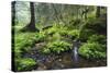 Ferns Growing on Rocks by the Krinice River, Kyov, Bohemian Switzerland Np, Czech Republic-Ruiz-Stretched Canvas