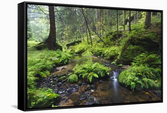 Ferns Growing on Rocks by the Krinice River, Kyov, Bohemian Switzerland Np, Czech Republic-Ruiz-Framed Stretched Canvas