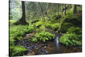 Ferns Growing on Rocks by the Krinice River, Kyov, Bohemian Switzerland Np, Czech Republic-Ruiz-Stretched Canvas