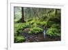 Ferns Growing on Rocks by the Krinice River, Kyov, Bohemian Switzerland Np, Czech Republic-Ruiz-Framed Photographic Print