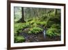 Ferns Growing on Rocks by the Krinice River, Kyov, Bohemian Switzerland Np, Czech Republic-Ruiz-Framed Photographic Print