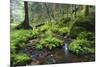 Ferns Growing on Rocks by the Krinice River, Kyov, Bohemian Switzerland Np, Czech Republic-Ruiz-Mounted Photographic Print