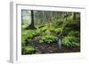 Ferns Growing on Rocks by the Krinice River, Kyov, Bohemian Switzerland Np, Czech Republic-Ruiz-Framed Photographic Print