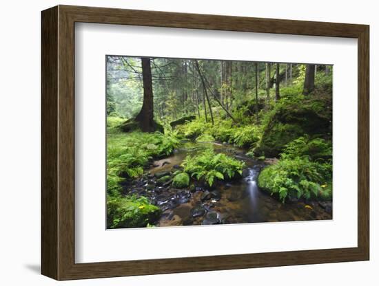 Ferns Growing on Rocks by the Krinice River, Kyov, Bohemian Switzerland Np, Czech Republic-Ruiz-Framed Photographic Print