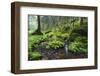 Ferns Growing on Rocks by the Krinice River, Kyov, Bohemian Switzerland Np, Czech Republic-Ruiz-Framed Photographic Print