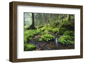 Ferns Growing on Rocks by the Krinice River, Kyov, Bohemian Switzerland Np, Czech Republic-Ruiz-Framed Photographic Print