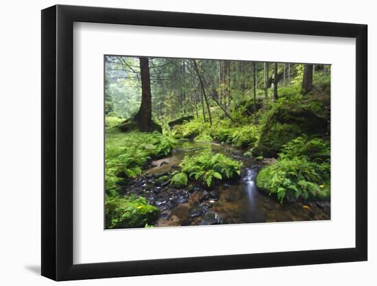 Ferns Growing on Rocks by the Krinice River, Kyov, Bohemian Switzerland Np, Czech Republic-Ruiz-Framed Photographic Print