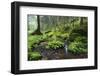 Ferns Growing on Rocks by the Krinice River, Kyov, Bohemian Switzerland Np, Czech Republic-Ruiz-Framed Photographic Print