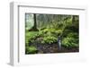 Ferns Growing on Rocks by the Krinice River, Kyov, Bohemian Switzerland Np, Czech Republic-Ruiz-Framed Photographic Print