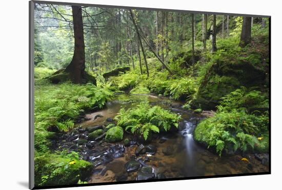 Ferns Growing on Rocks by the Krinice River, Kyov, Bohemian Switzerland Np, Czech Republic-Ruiz-Mounted Photographic Print