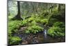 Ferns Growing on Rocks by the Krinice River, Kyov, Bohemian Switzerland Np, Czech Republic-Ruiz-Mounted Photographic Print