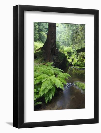 Ferns Growing on the Krinice River Bank, Kyov, Ceske Svycarsko, Czech Republic-Ruiz-Framed Photographic Print