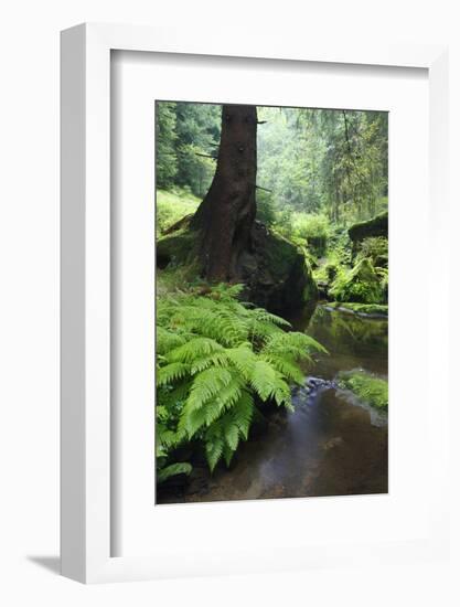 Ferns Growing on the Krinice River Bank, Kyov, Ceske Svycarsko, Czech Republic-Ruiz-Framed Photographic Print