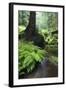 Ferns Growing on the Krinice River Bank, Kyov, Ceske Svycarsko, Czech Republic-Ruiz-Framed Photographic Print