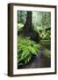 Ferns Growing on the Krinice River Bank, Kyov, Ceske Svycarsko, Czech Republic-Ruiz-Framed Photographic Print