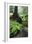 Ferns Growing on the Krinice River Bank, Kyov, Ceske Svycarsko, Czech Republic-Ruiz-Framed Photographic Print