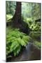 Ferns Growing on the Krinice River Bank, Kyov, Ceske Svycarsko, Czech Republic-Ruiz-Mounted Photographic Print