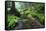 Ferns Growing on the Krinice River Banks, Kyov, Ceske Svycarsko, Czech Republic-Ruiz-Framed Stretched Canvas