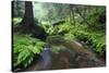 Ferns Growing on the Krinice River Banks, Kyov, Ceske Svycarsko, Czech Republic-Ruiz-Stretched Canvas