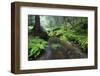 Ferns Growing on the Krinice River Banks, Kyov, Ceske Svycarsko, Czech Republic-Ruiz-Framed Photographic Print