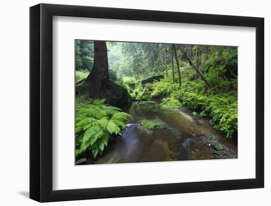 Ferns Growing on the Krinice River Banks, Kyov, Ceske Svycarsko, Czech Republic-Ruiz-Framed Photographic Print