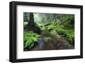 Ferns Growing on the Krinice River Banks, Kyov, Ceske Svycarsko, Czech Republic-Ruiz-Framed Photographic Print