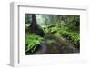 Ferns Growing on the Krinice River Banks, Kyov, Ceske Svycarsko, Czech Republic-Ruiz-Framed Photographic Print